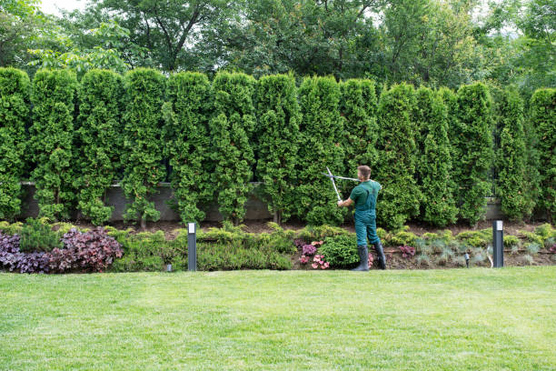 Lawn Maintenance Plans in Bishop, CA
