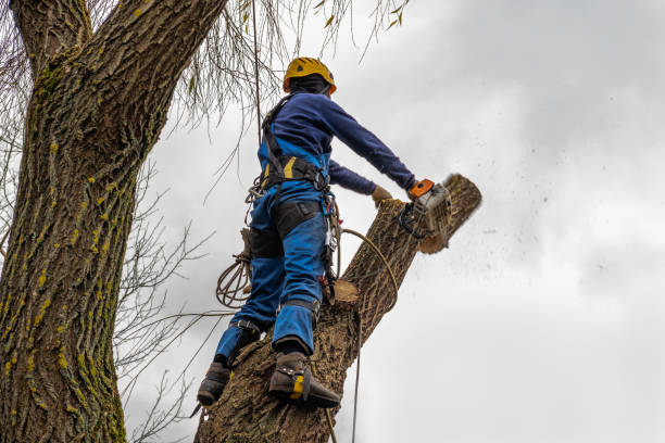 Best Stump Grinding and Removal  in Bishop, CA