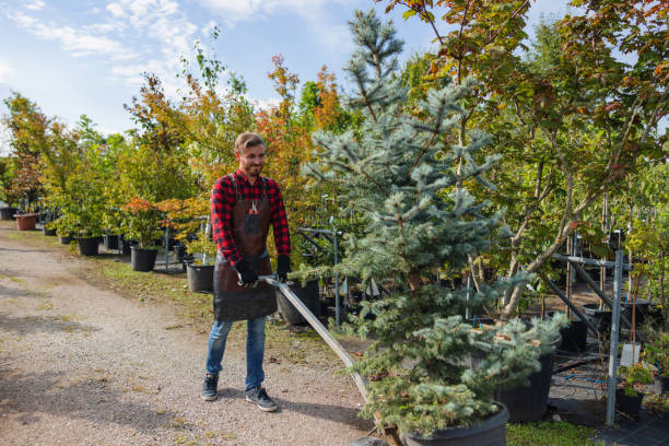 Lawn Watering Services in Bishop, CA